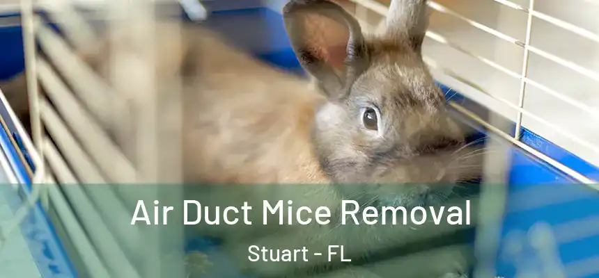  Air Duct Mice Removal Stuart - FL
